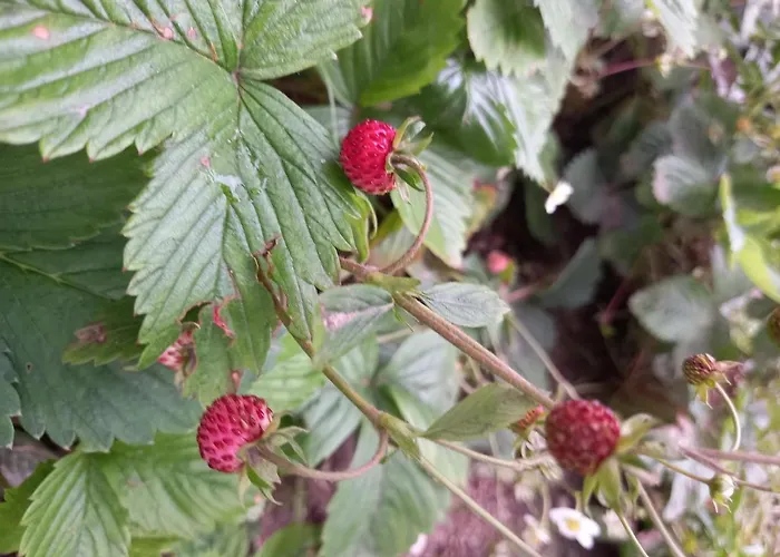 Kъща за гости демария